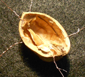 gold walnut mental box 190317